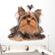 Yorkshire Terrier with Small