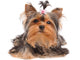 Yorkshire Terrier with Small