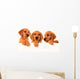 Golden retriever puppies Wall Decal