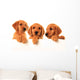 Golden retriever puppies Wall Decal