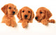 Golden retriever puppies Wall Decal