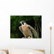Peregrine Falcon Falco Peregrinus Wall Mural