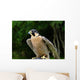 Peregrine Falcon Falco Peregrinus Wall Mural