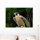 Peregrine Falcon Falco Peregrinus Wall Mural