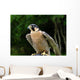 Peregrine Falcon Falco Peregrinus Wall Mural
