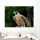 Peregrine Falcon Falco Peregrinus Wall Mural