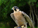 Peregrine Falcon Falco Peregrinus Wall Mural