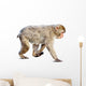 Wakking Japanese Macaque over Wall Mural