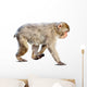 Wakking Japanese Macaque over Wall Mural