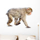 Wakking Japanese Macaque over Wall Mural