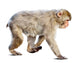 Wakking Japanese Macaque over Wall Mural