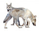 Two Wolves Wall Decal