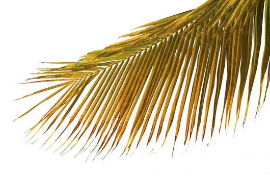 Mature Palm White Wall Mural