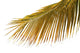 Mature Palm White Wall Mural