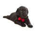 Black Labrador Retriever Puppy Wall Decal