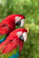 Macaw Ara Chloroptera