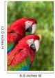 Macaw Ara Chloroptera