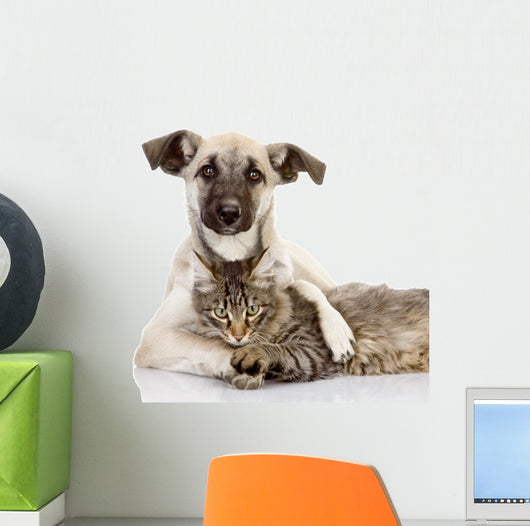 the dog hugs a cat. isolated on white Wall Decal