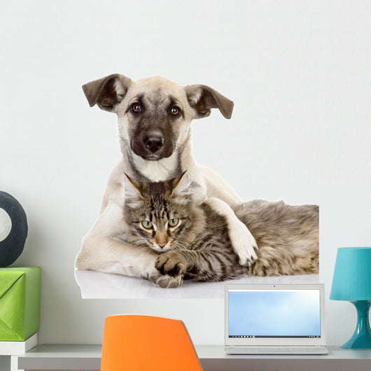 the dog hugs a cat. isolated on white Wall Decal