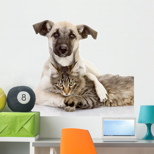 the dog hugs a cat. isolated on white Wall Decal
