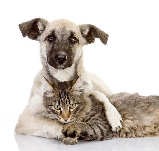 the dog hugs a cat. isolated on white Wall Decal
