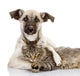 the dog hugs a cat. isolated on white Wall Decal