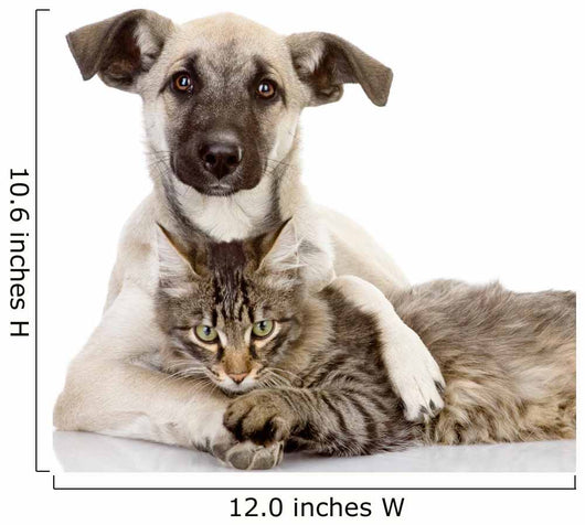 the dog hugs a cat. isolated on white Wall Decal