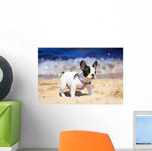 French Bulldog Puppy Playing
