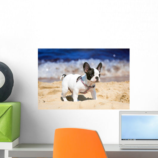 French Bulldog Puppy Playing