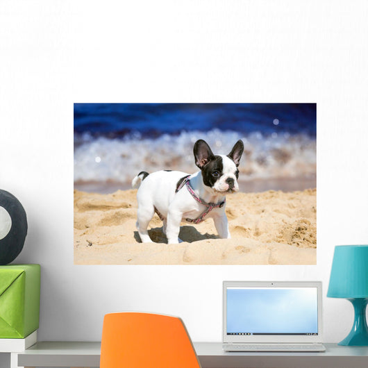 French Bulldog Puppy Playing