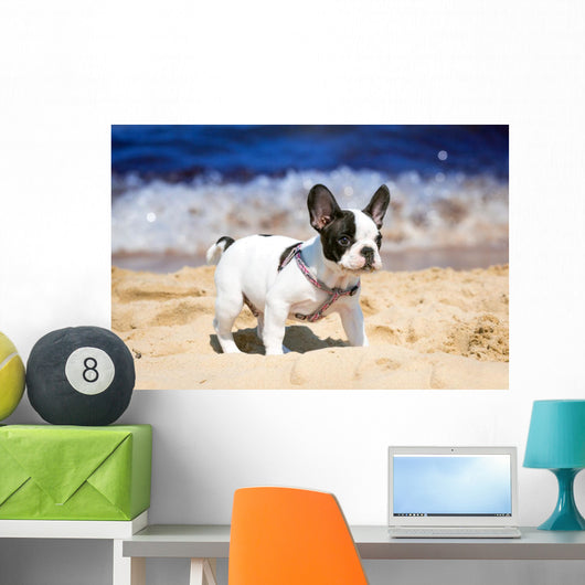French Bulldog Puppy Playing