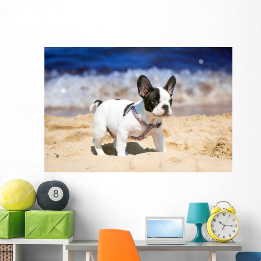 French Bulldog Puppy Playing
