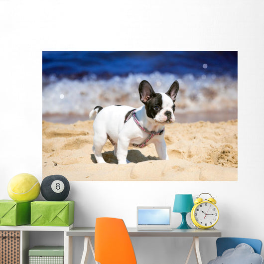 French Bulldog Puppy Playing