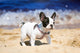 French Bulldog Puppy Playing