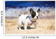 French Bulldog Puppy Playing