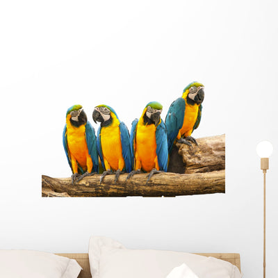 Parrot shown on a wall