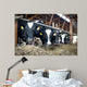 Cowshed Feeding