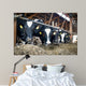 Cowshed Feeding