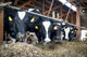 Cowshed Feeding