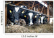 Cowshed Feeding