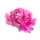 Pink peony Wall Decal