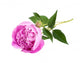 Pink peony Wall Decal