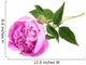 Pink peony Wall Decal