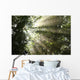 Sunlight Passes through Maple