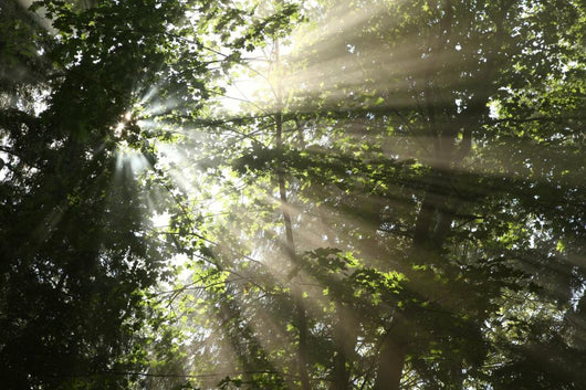 Sunlight Passes through Maple