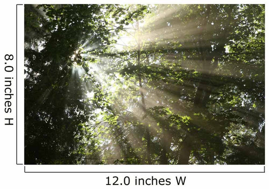 Sunlight Passes through Maple