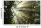 Sunlight Passes through Maple