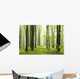 Spring Beech Forest Mountains