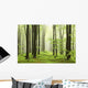 Spring Beech Forest Mountains