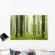 Spring Beech Forest Mountains